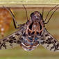 Tiger Bee Fly - Xenox tigrinus